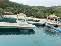 -广东惠东海龟国家级自然保护区