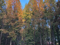 -黄海国家森林公园