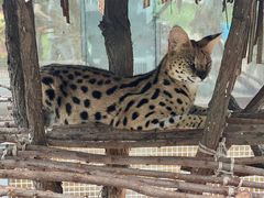 -西霞口神雕山野生动物世界