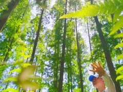 -黄海国家森林公园