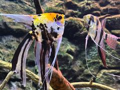 -上海海洋水族馆