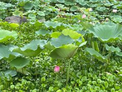 -长田漾湿地公园