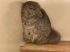 -龙猫仔乐园(惠福东路店)