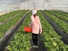 -喜杨洋草莓采摘园
