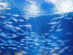 -海合安武汉极地海洋公园