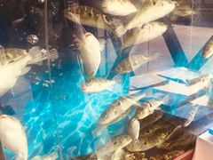 -肆月河豚·新淮扬(金融街店)