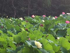 -洛阳市隋唐城遗址植物园