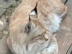 -青藏高原野生动物园