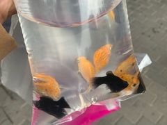 -万商花鸟市场