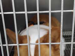 -汪喵宠物医院·骨科心脏影像·犬猫急重症ICU诊疗中心(成华分院)