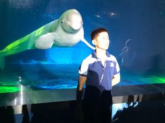 -芜湖新华联大白鲸海洋公园