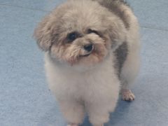 -博特宠物医院24h犬猫全科.骨科·异宠