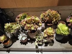 -双季花艺园艺市场(浦东店)