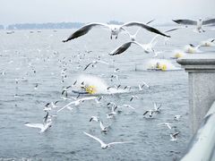 -海埂大坝