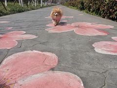 -高东镇樱花园