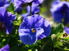 -合肥滨湖国家森林公园