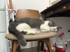 -纳吉亚猫专科动物诊疗中心(蒋宅口分院)