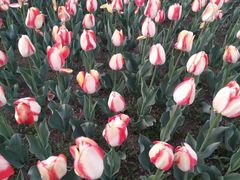 -长春公园(普阳街道)