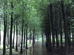 -溱湖国家湿地公园