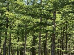 -塞罕坝国家级自然保护区