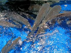 -炊江南·上海菜(国展华漕店)