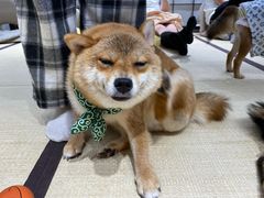 -逗柴咖啡屋·狗咖猫咖宠物桌游