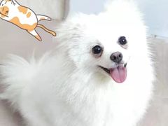 -芭比堂动物医院·24小时·眼科中心(深圳中心)