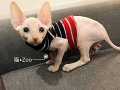 -喵zoo家庭繁育猫舍(尖东智能花园店)
