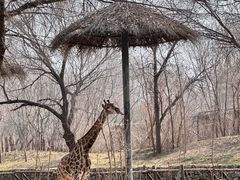 -北京野生动物园