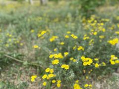 -永定河休闲森林公园