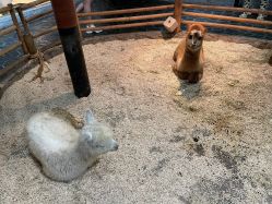 -Zoolung Zoolung动物主题公园(海信广场店)