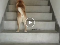 -波姐宠物家庭寄养