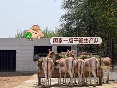 -青藏高原野生动物园