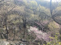 -洛阳花果山景区