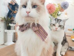 -共舞时光猫咖·狗咖(新街口店)