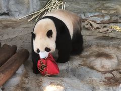 -海南热带野生动植物园