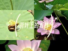 -荔湾湖公园
