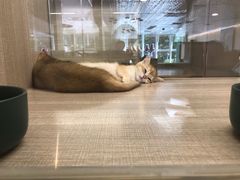 -飞行喵MR PILOT|猫舍·猫咖(静安大融城店)