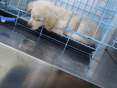 -特一安24小时宠物医院·骨科·中兽医