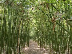 -同里国家湿地公园