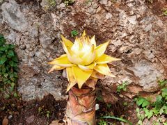 -丽江束河古镇-石莲古寺