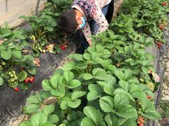 -胜丰草莓采摘园