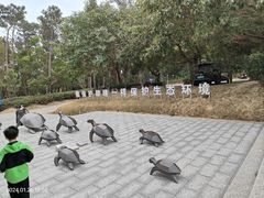 -广东惠东海龟国家级自然保护区