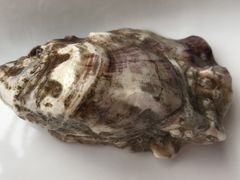 -Oyster Talks 四度蚝法餐厅