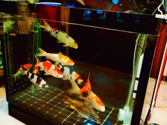 -中环花鸟鱼虫市场