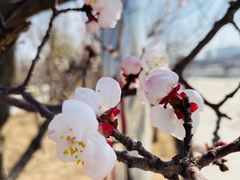 -桃花堤公园