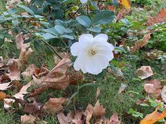 -万达文华酒店·48F云端窗景美食汇自助餐厅