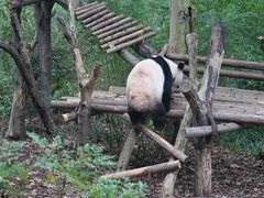 -成都大熊猫繁育研究基地