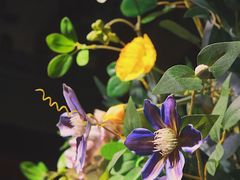 -IFIF 如果花園(宽厚里店)