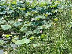 -七的湖·晚芳亭·阳澄湖农家菜·大闸蟹(莲花岛店)